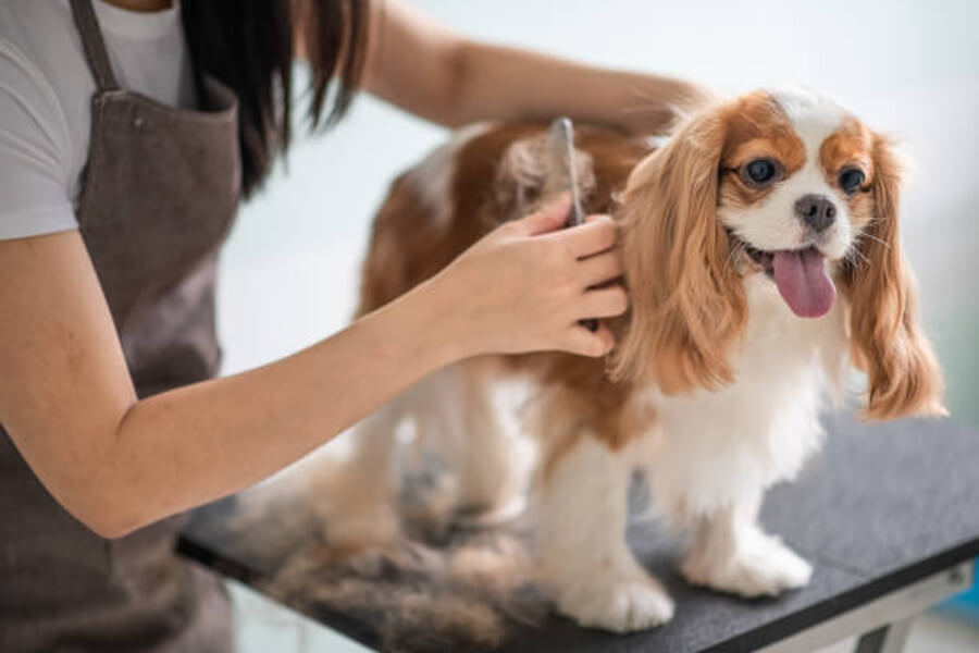 King Charles Spaniel Groomed